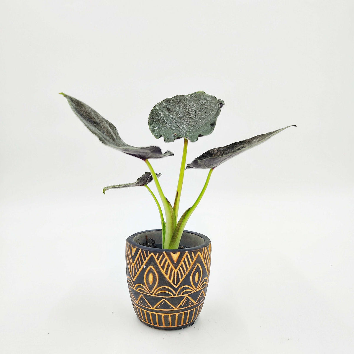 Cache pot Iris monjungle