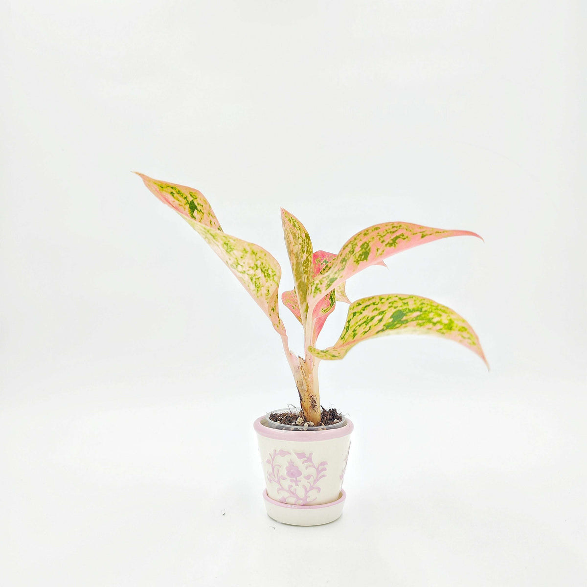 Cache pot Aegean Bloom monjungle
