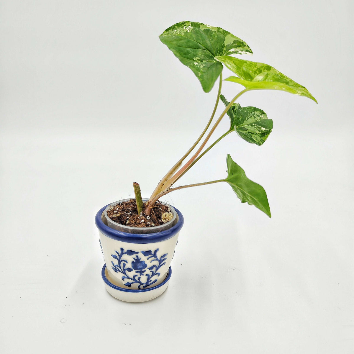Cache pot Hellenika monjungle