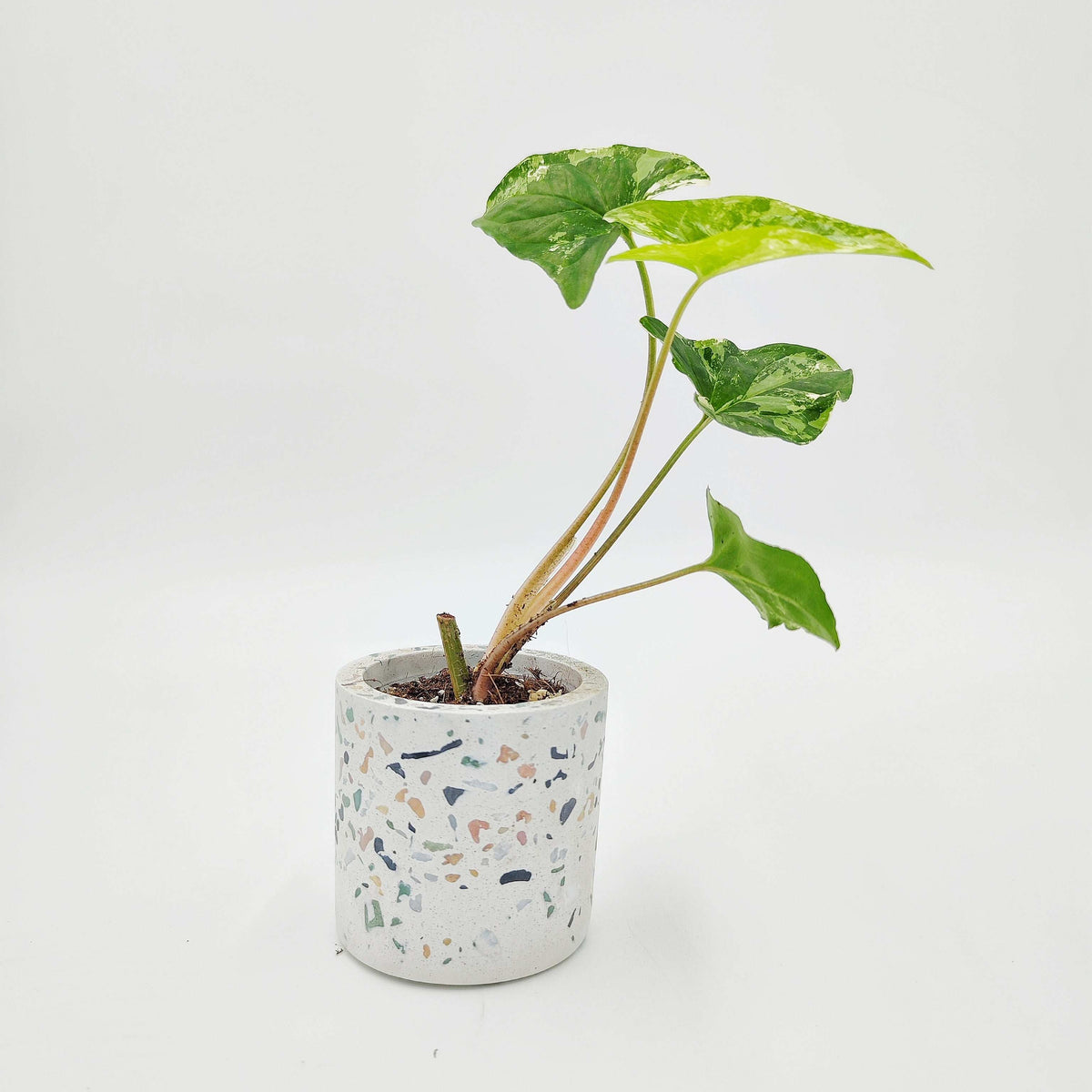 Cache pot Mythos monjungle