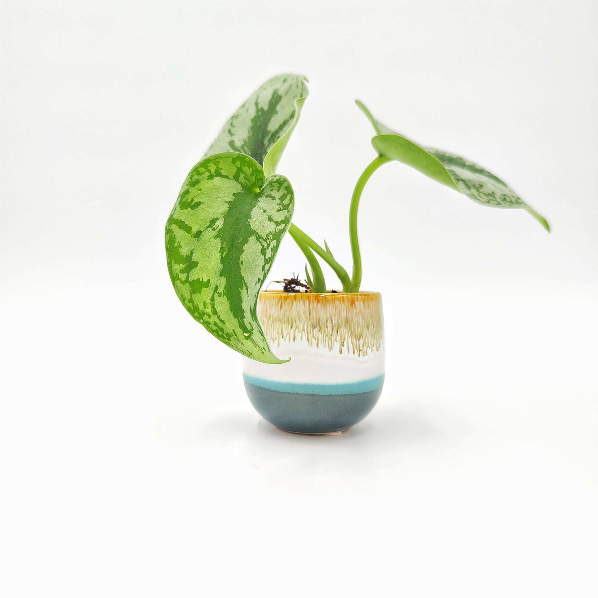 Cache pot: Calanques monjungle