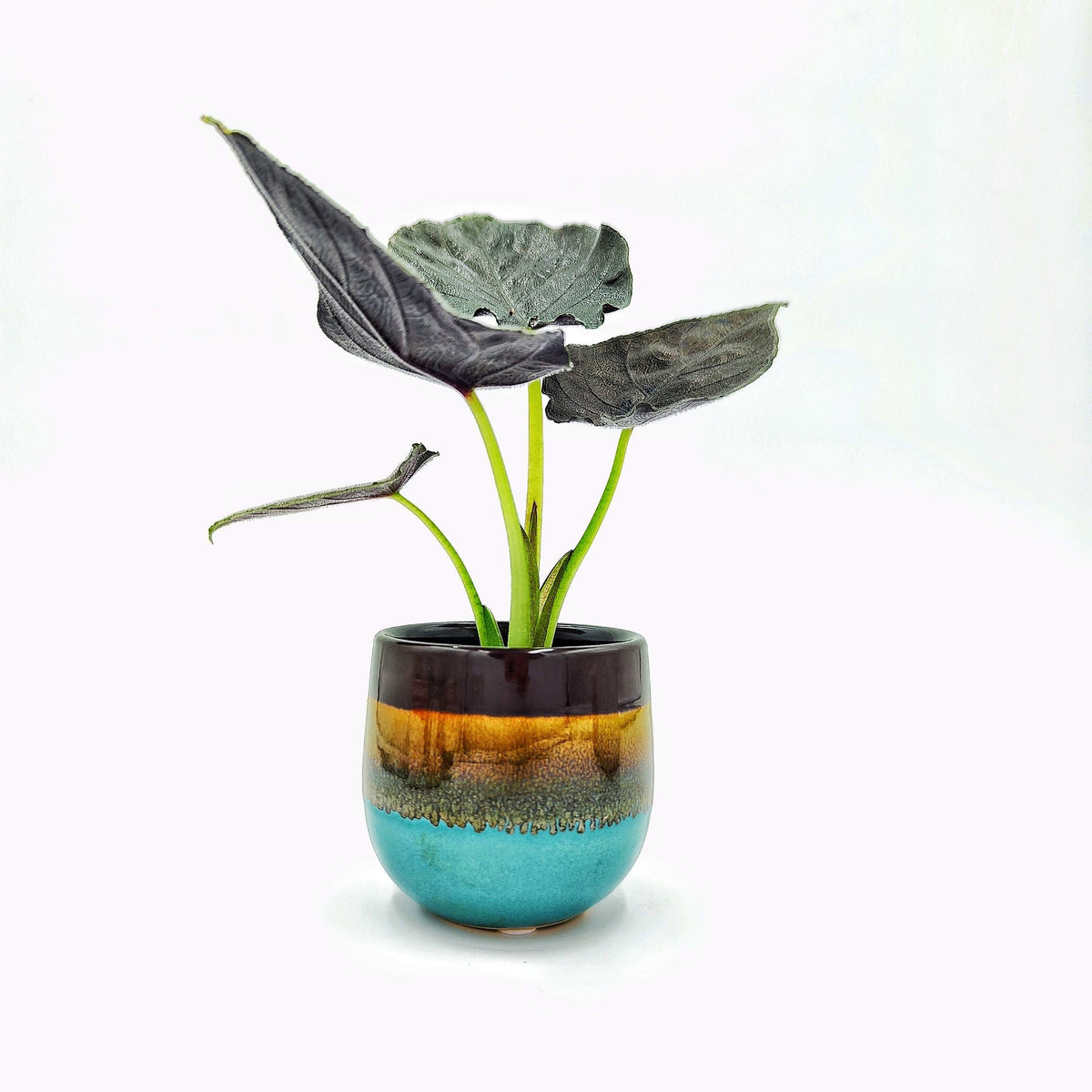 Cache pot: Nyumba monjungle