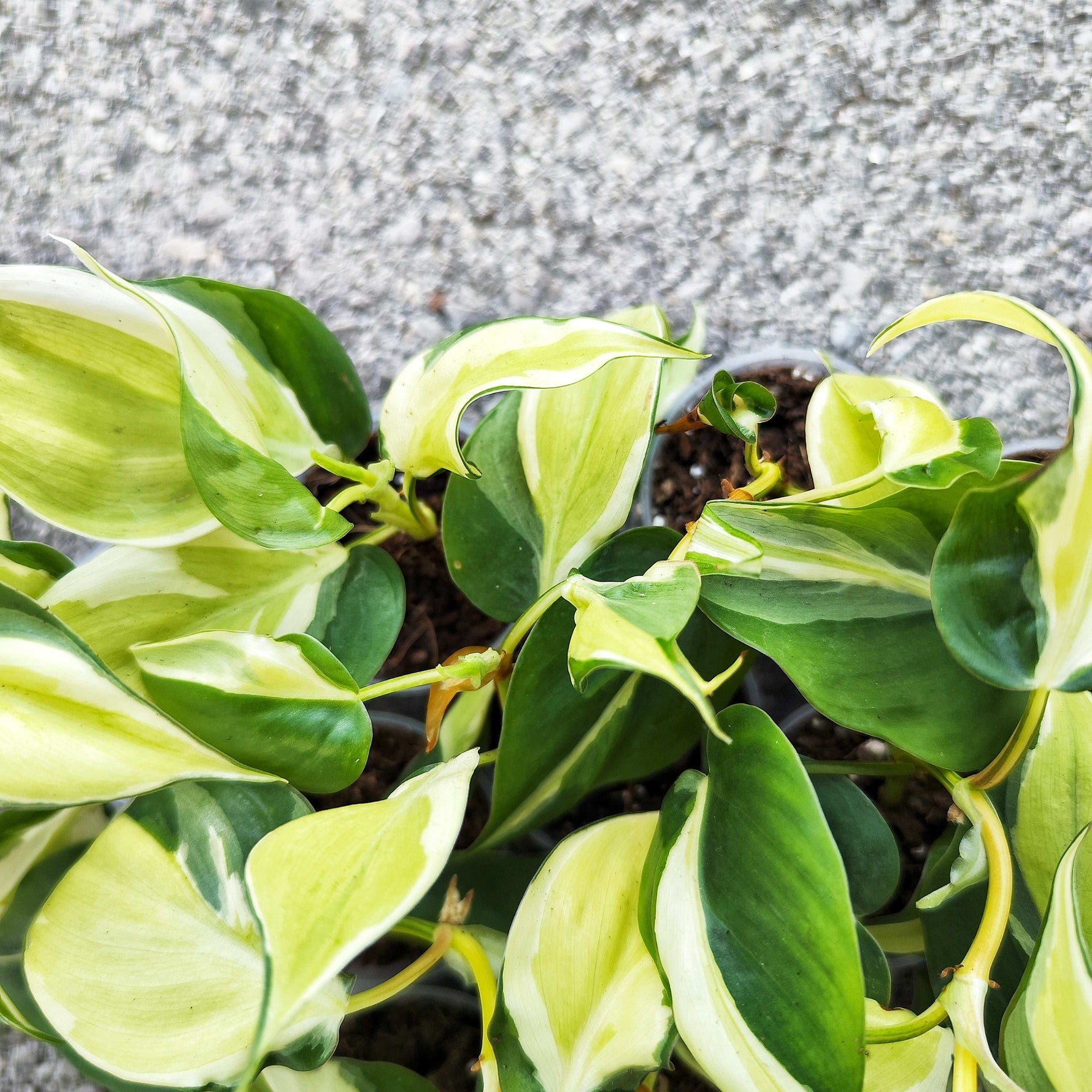 philodendron hederaceum tricolor Philodendron Rio