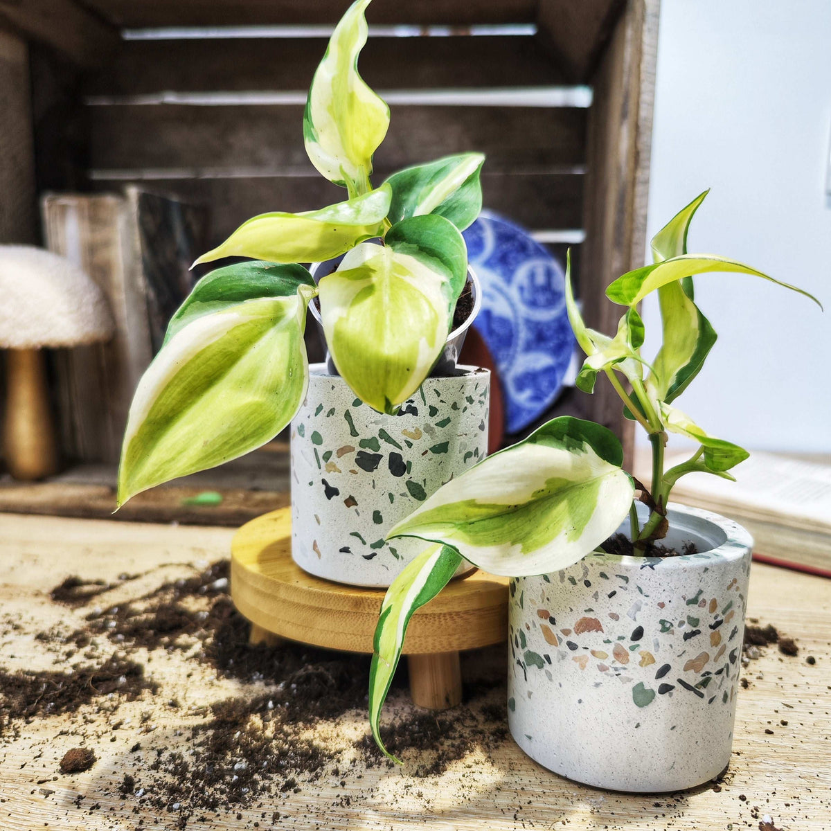 Philodendron Hederaceum 'Rio' monjungle