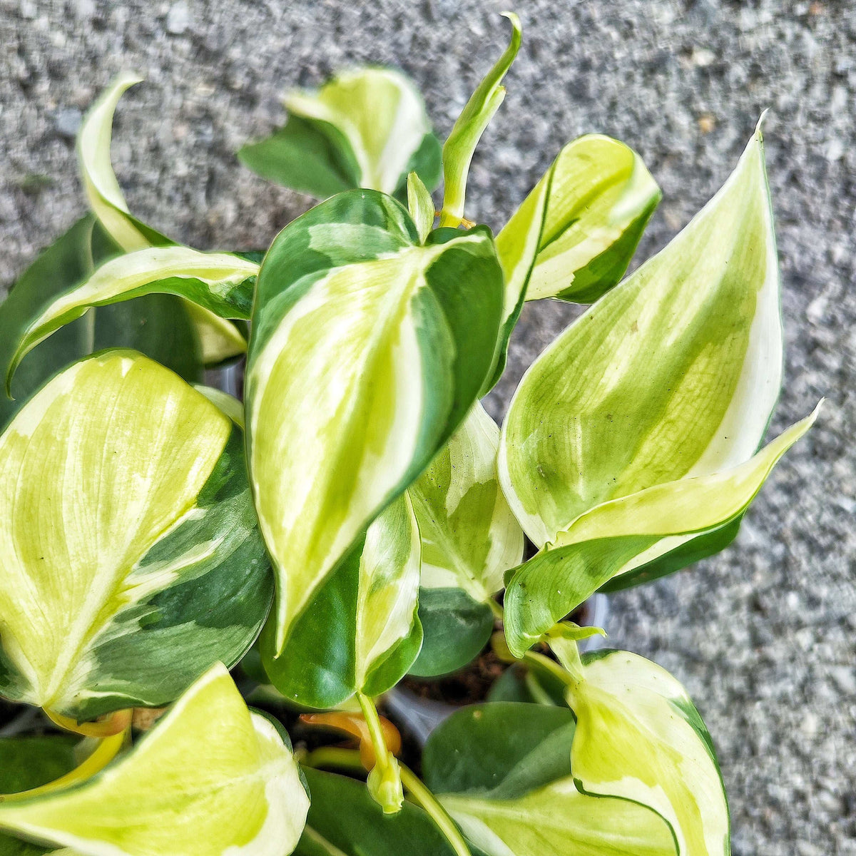 Philodendron Hederaceum 'Rio' monjungle