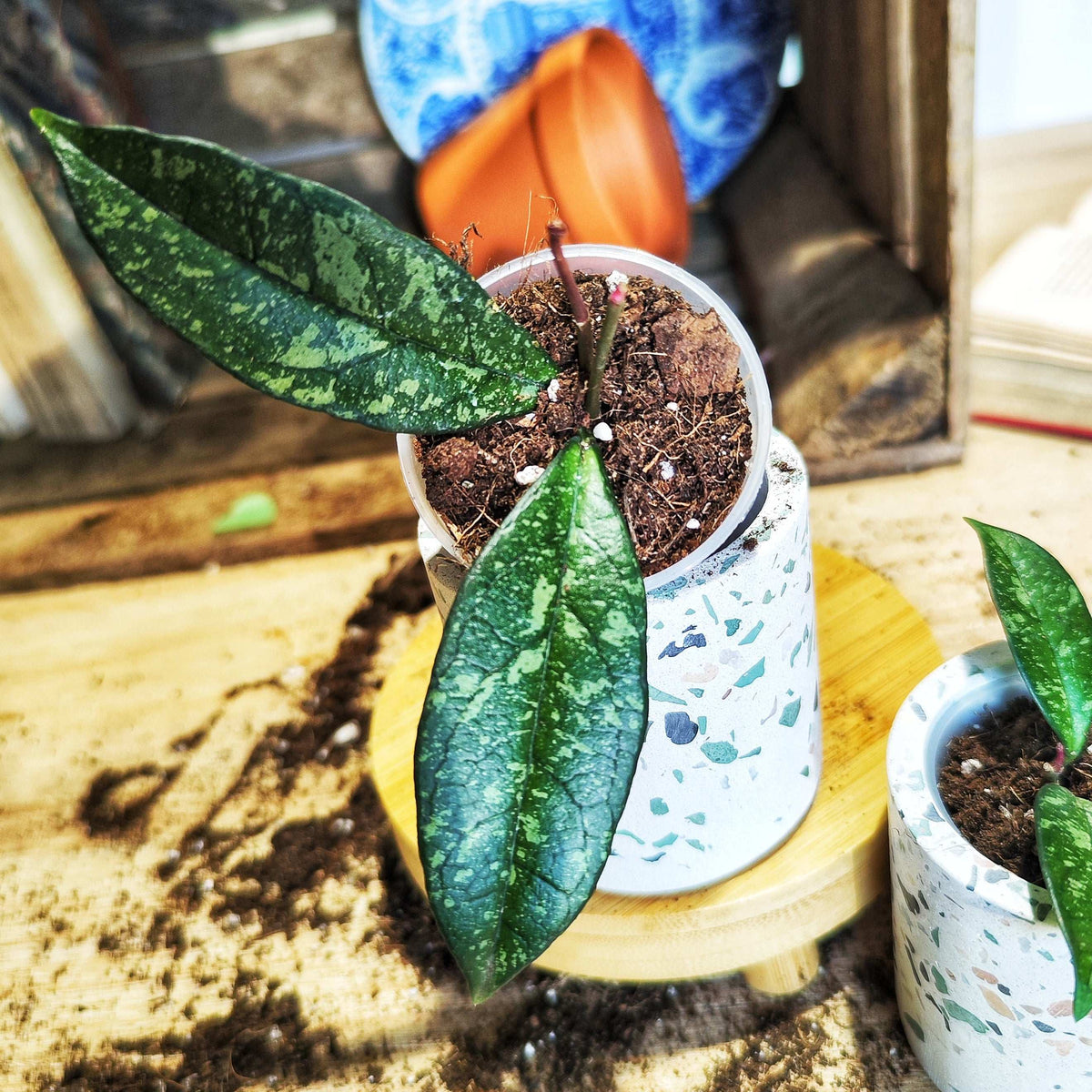 Hoya crassipetiolata splash monjungle
