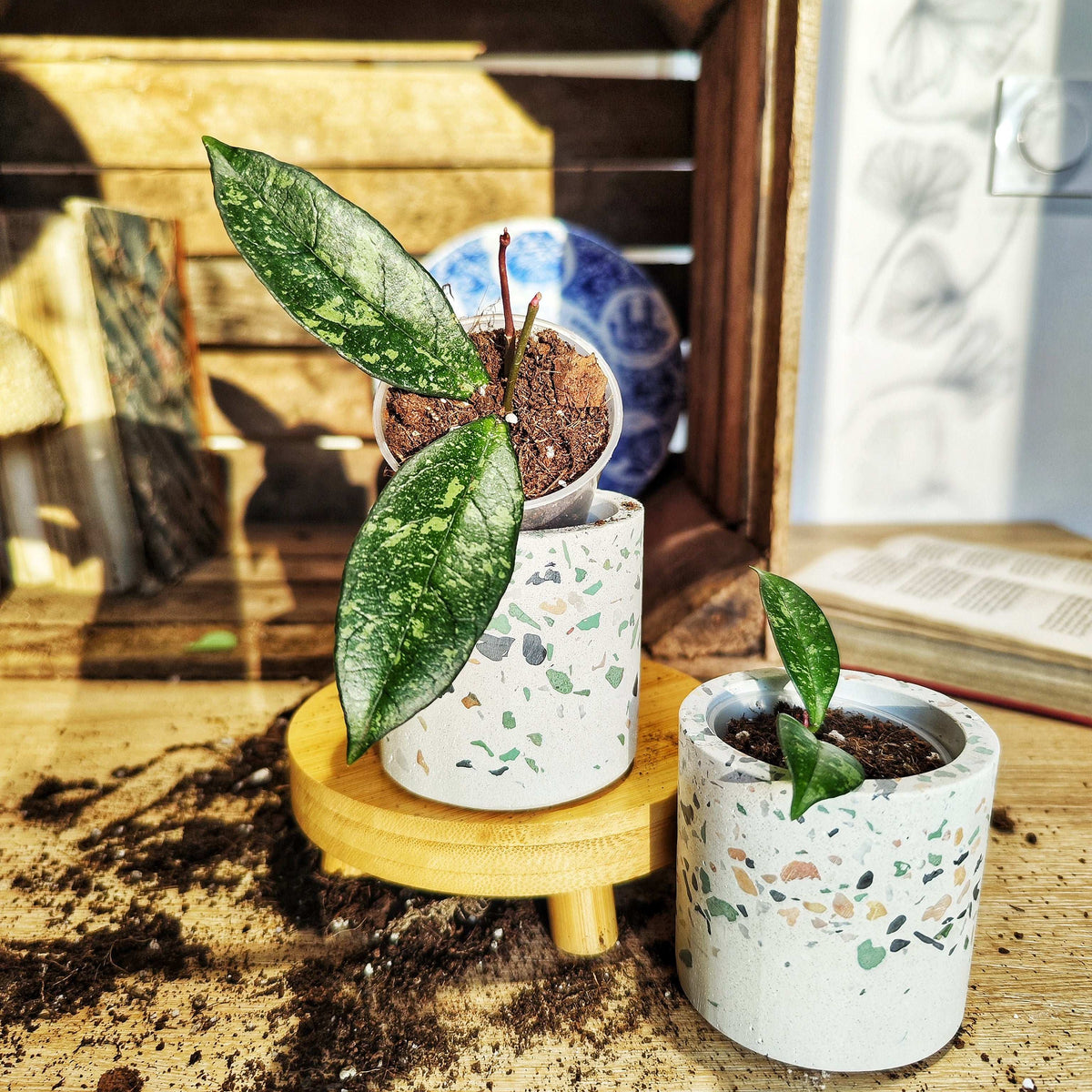 Hoya crassipetiolata splash monjungle