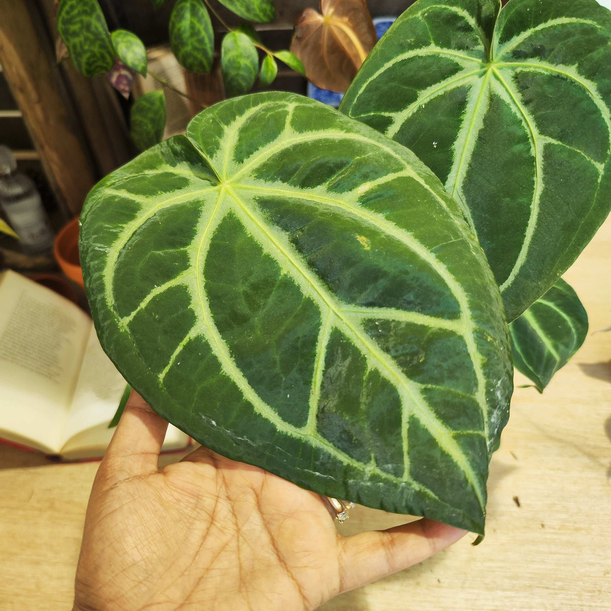Anthurium Magnificum L monjungle