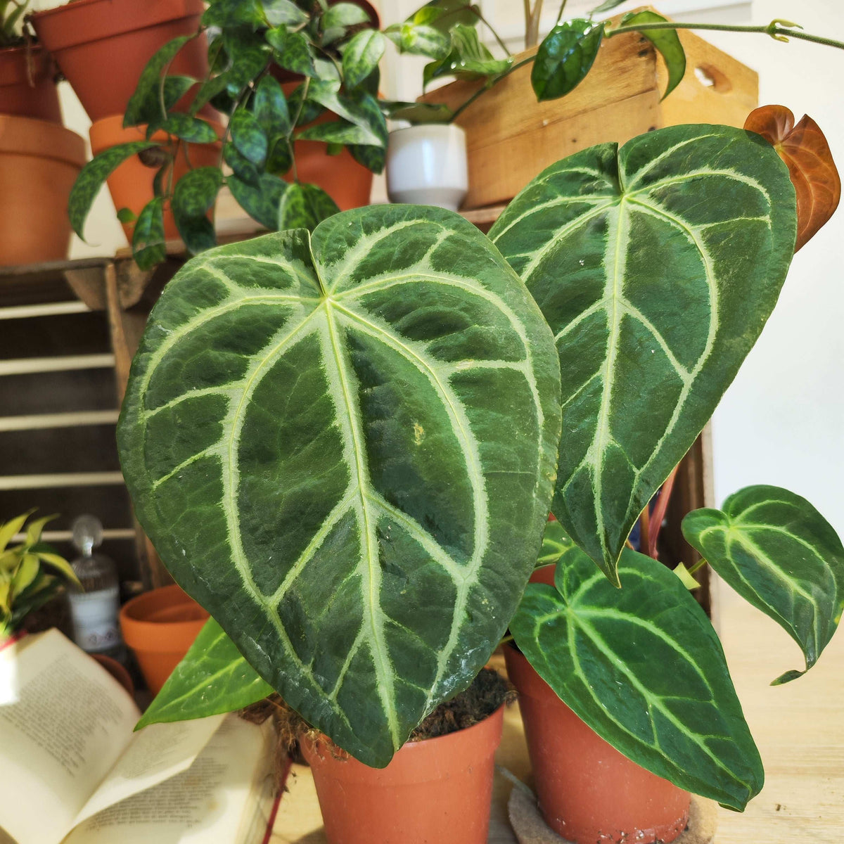 Anthurium Magnificum L monjungle