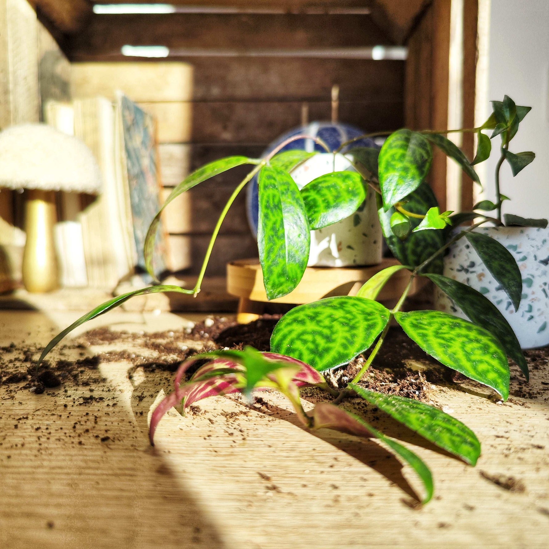 zebra hanging plant Aeschynanthus Marmoratus