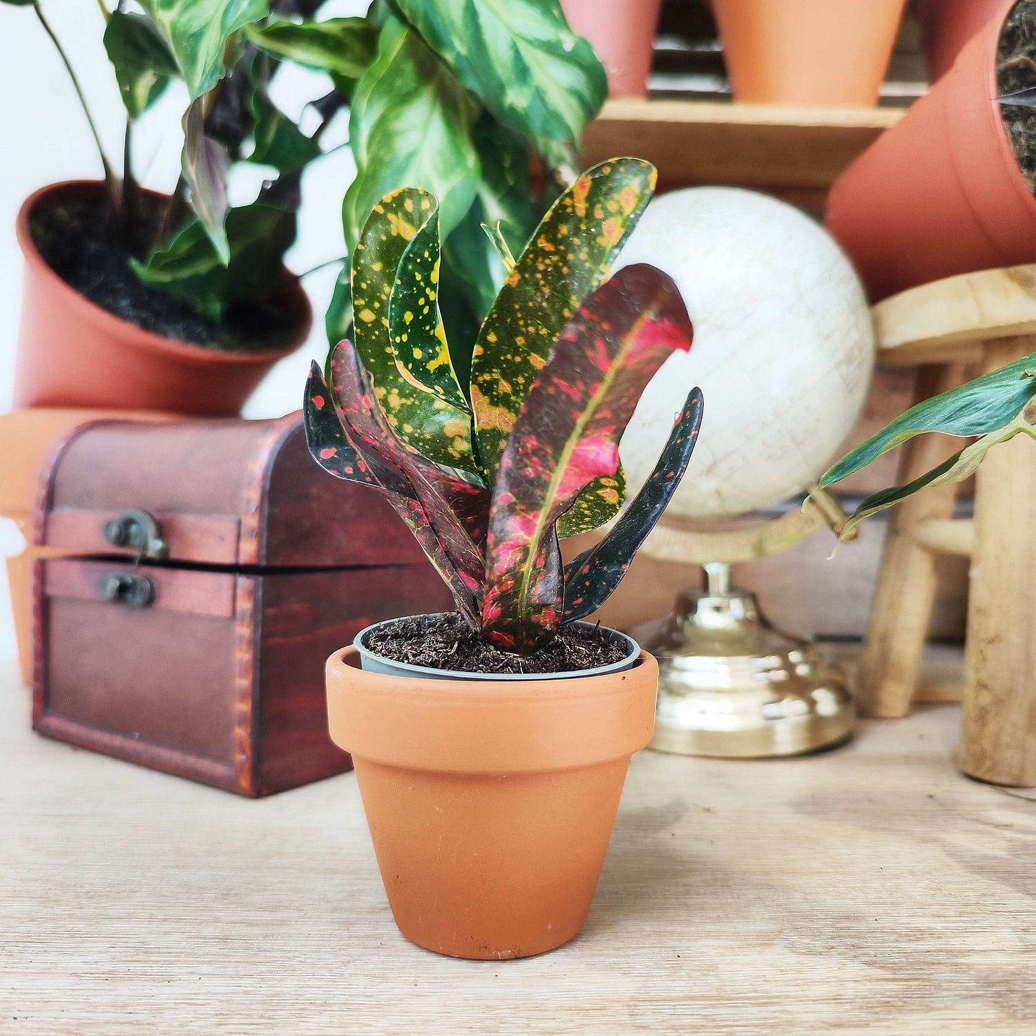 Codiaeum Variegatum Bush On Fire monjungle