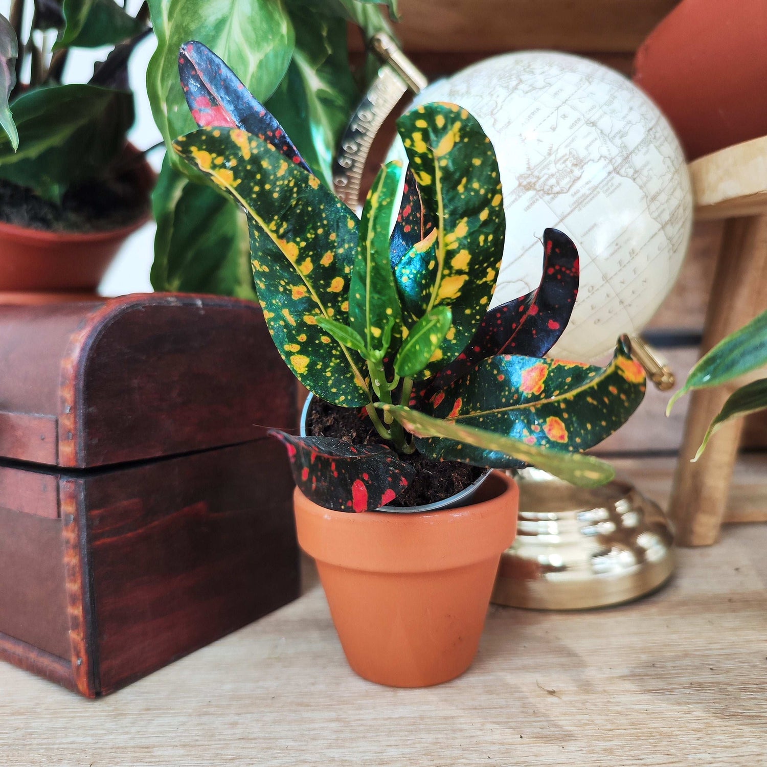 Codiaeum Variegatum Bush On Fire monjungle