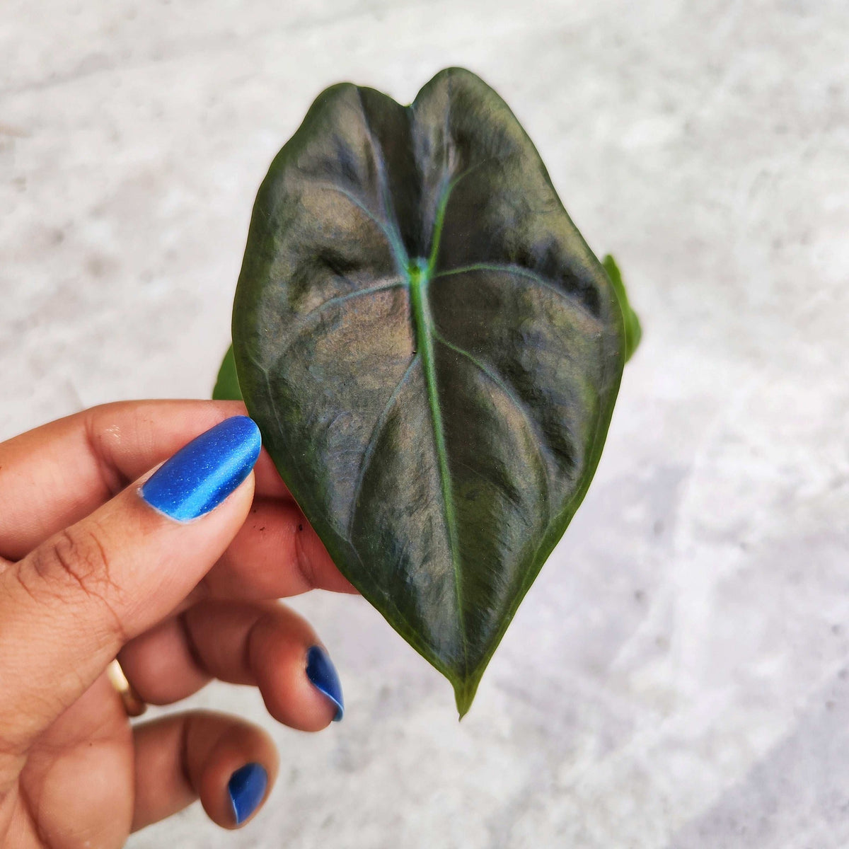 Alocasia Golden Bone S , bébé plante. monjungle