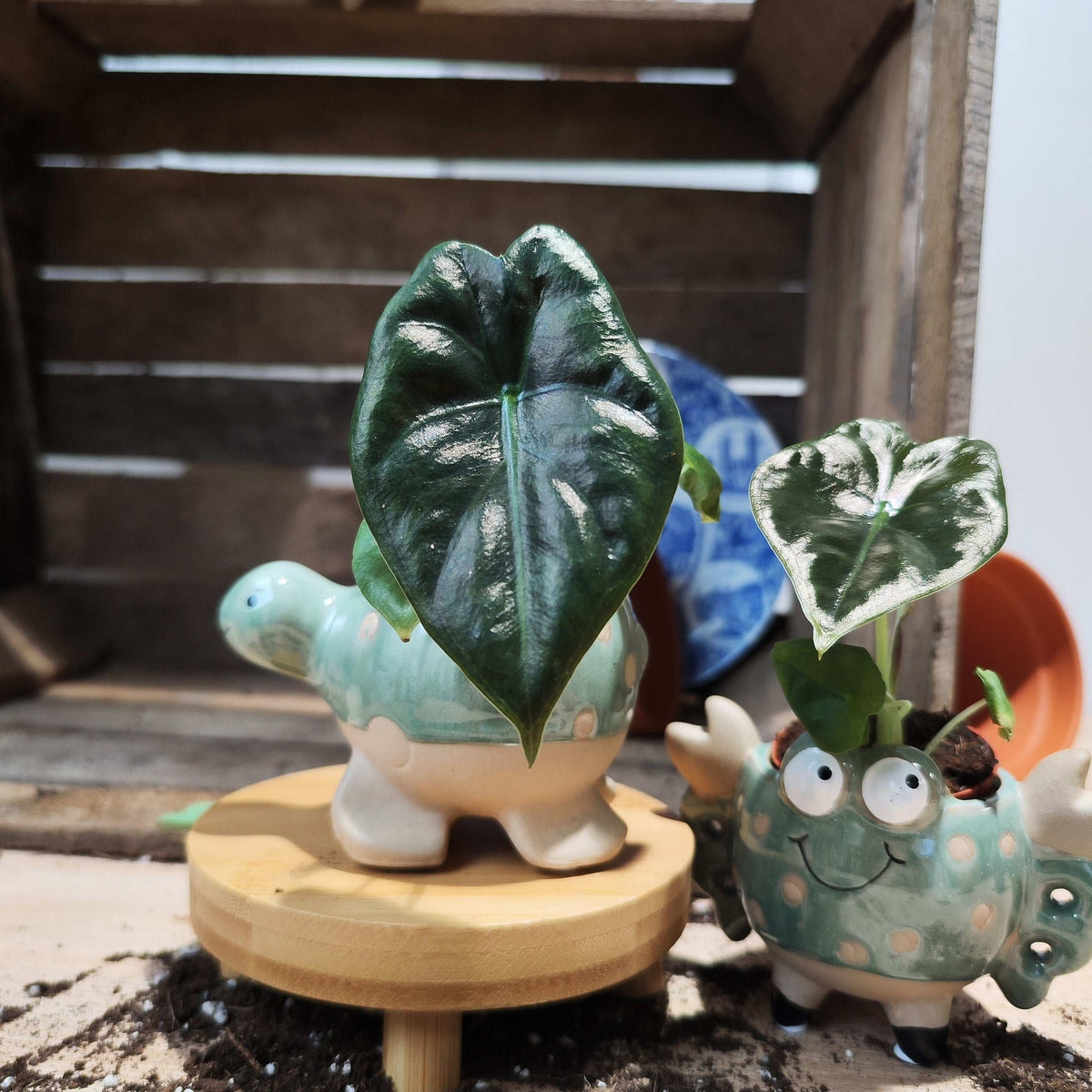 Alocasia Golden Bone S , bébé plante. monjungle