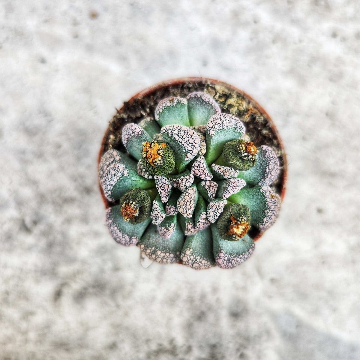 Titanopsis calcarea S monjungle