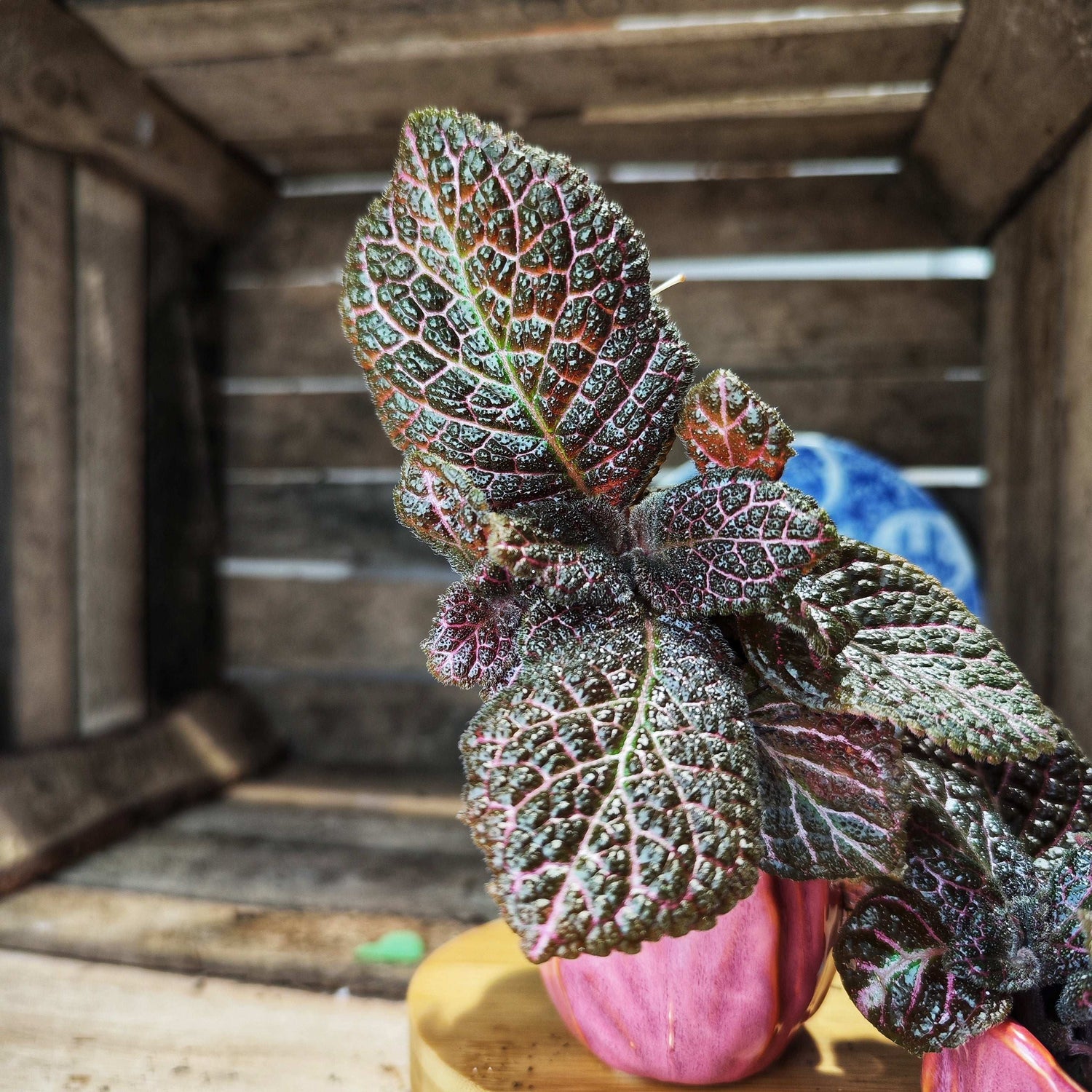 Episcia Malyalam S monjungle