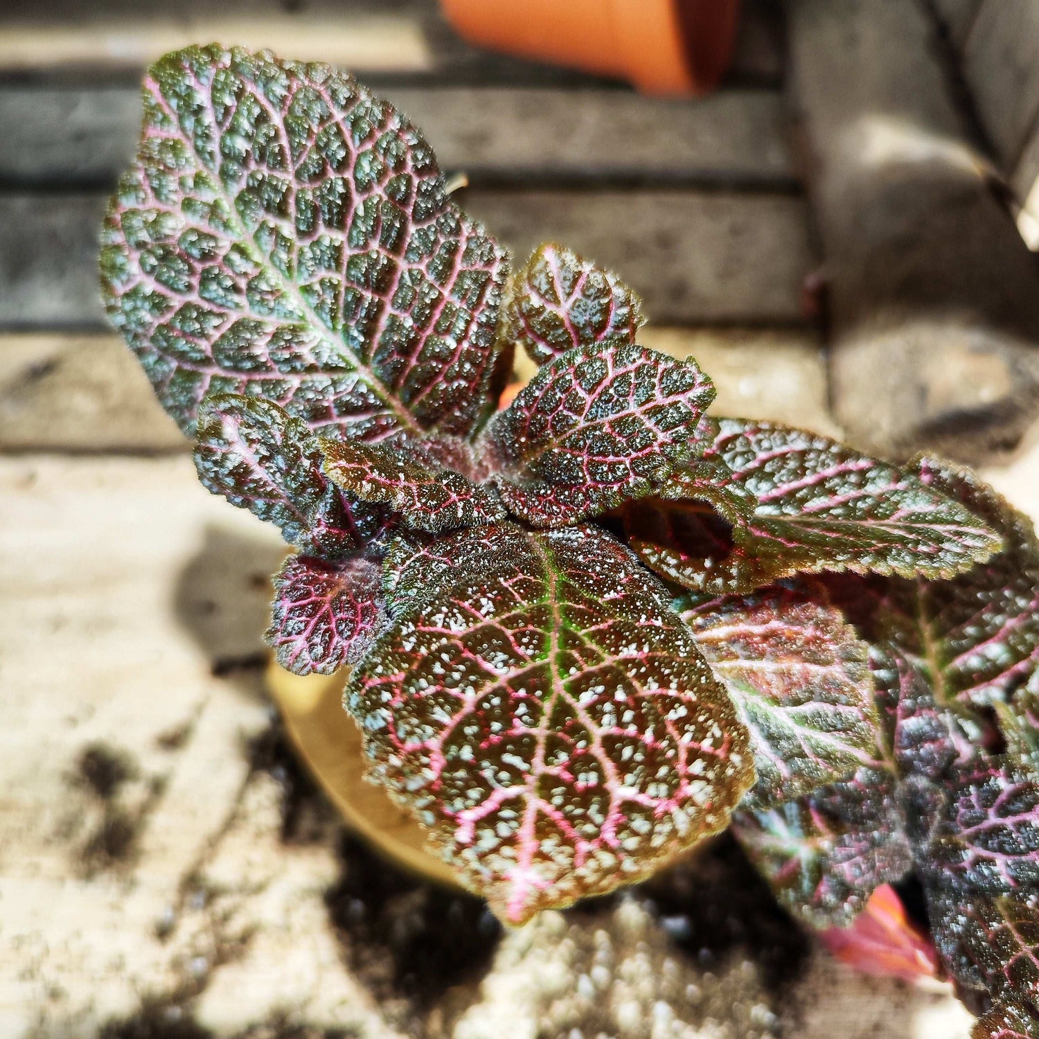 Episcia Malyalam S monjungle
