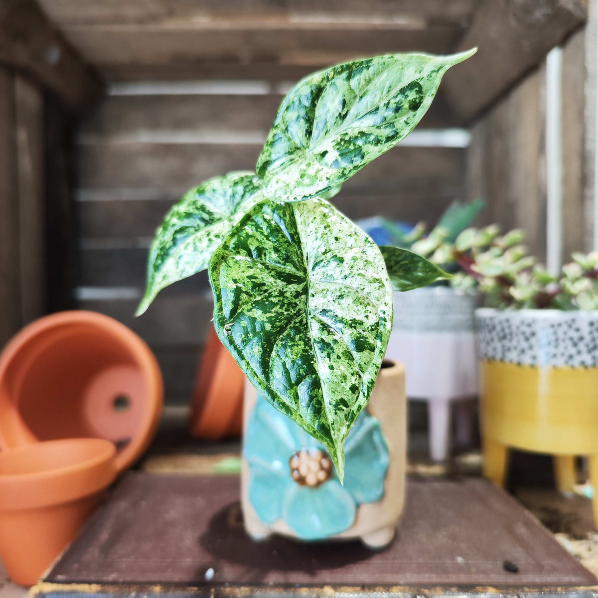 Alocasia Dragon Scale MINT VARIEGATED monjungle