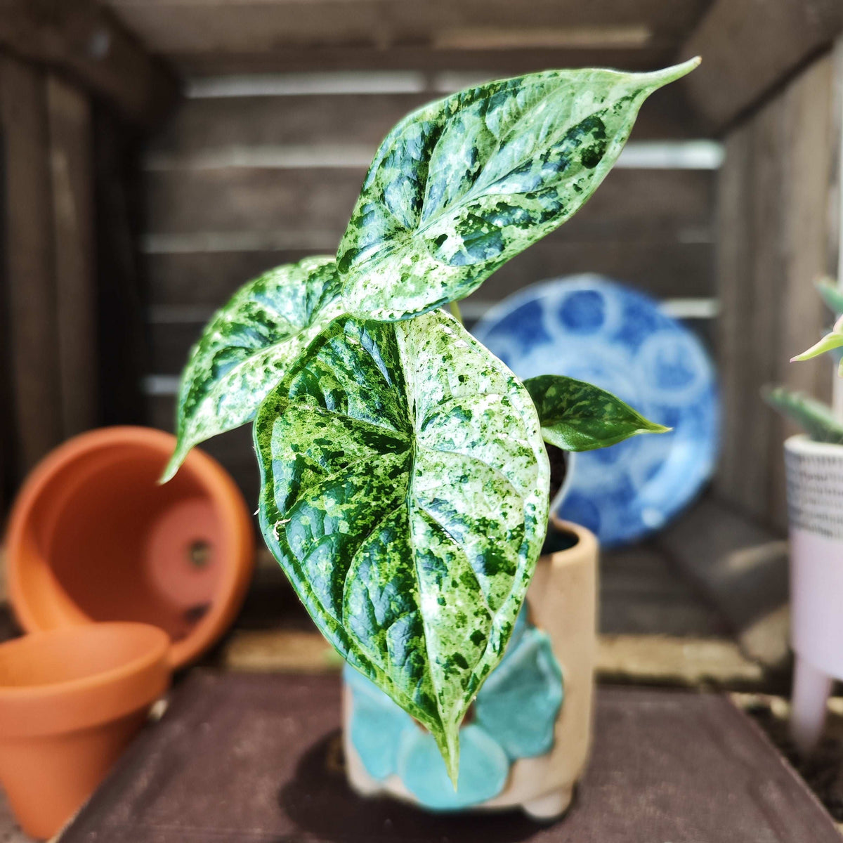 Alocasia Dragon Scale MINT VARIEGATED monjungle