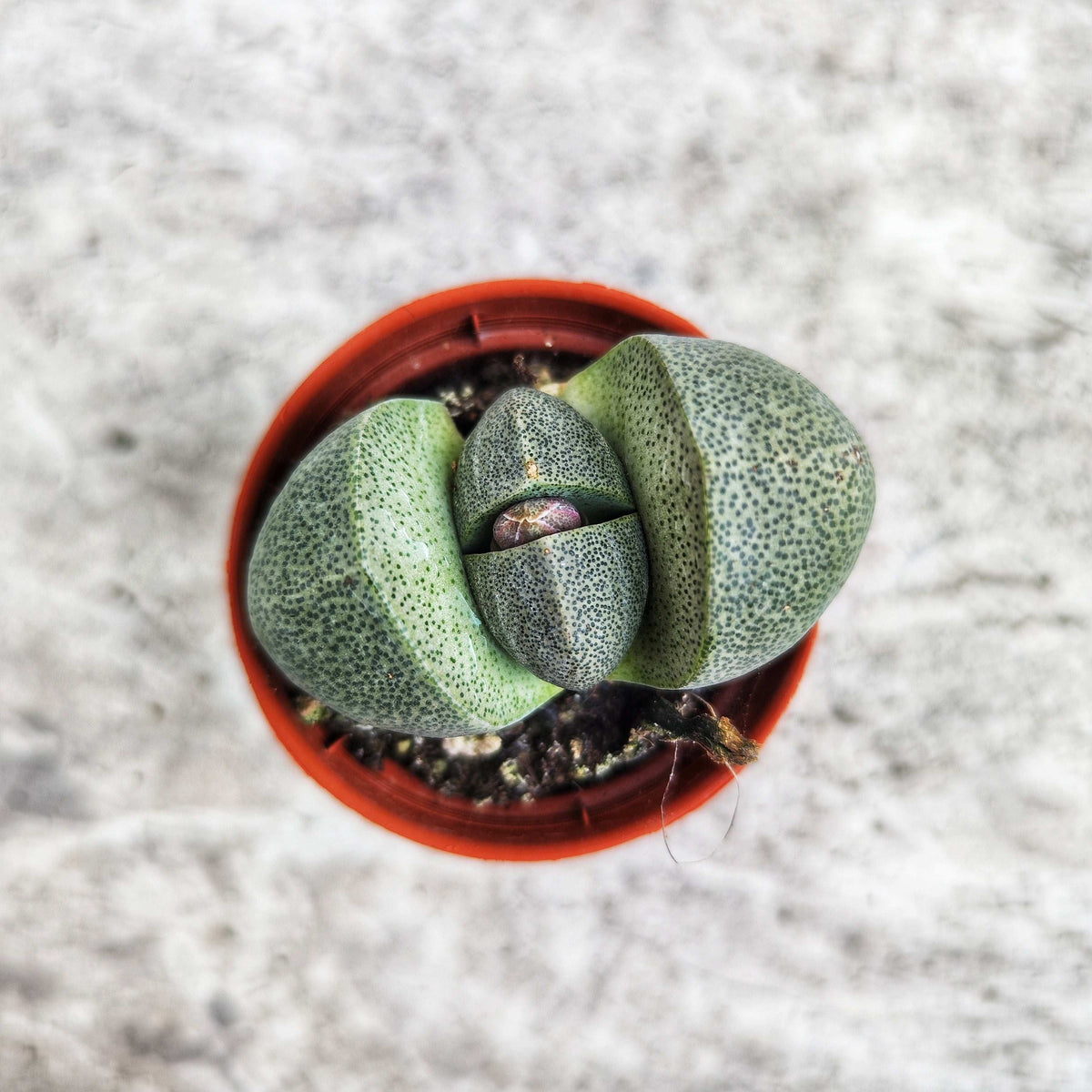 Pleiospilos Nelii Schwantes Split Rock monjungle