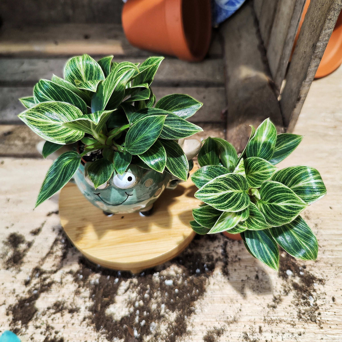 Philodendron Green Veins/ Wave monjungle