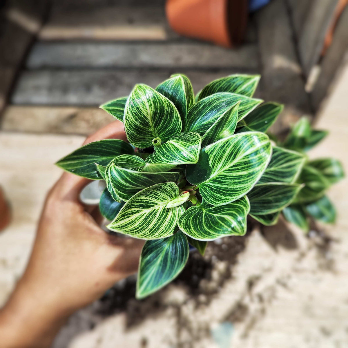 Philodendron Green Veins/ Wave monjungle