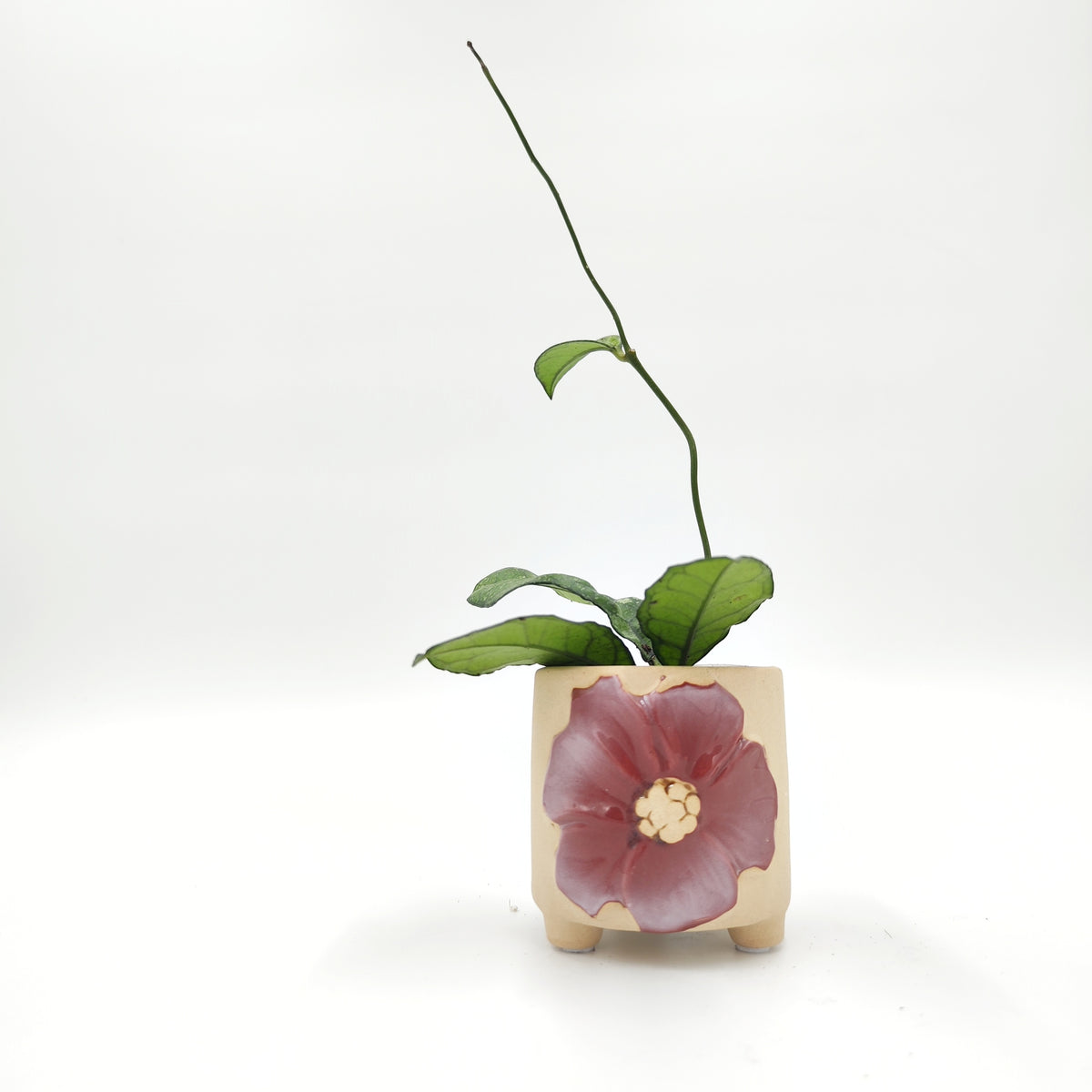 Cache Pot Fleurs: Bordeaux monjungle
