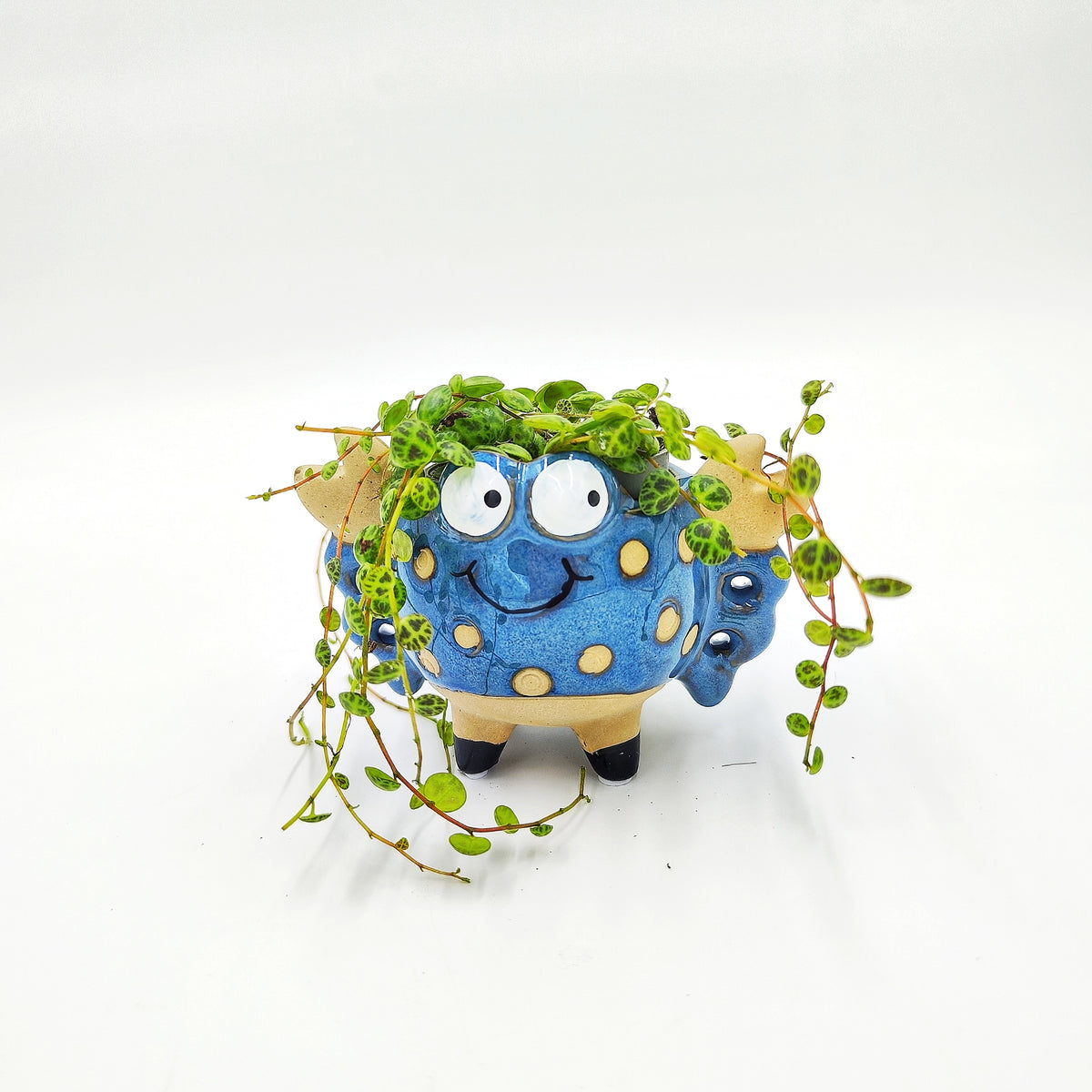 Cache Pot: Crabe Bleu monjungle