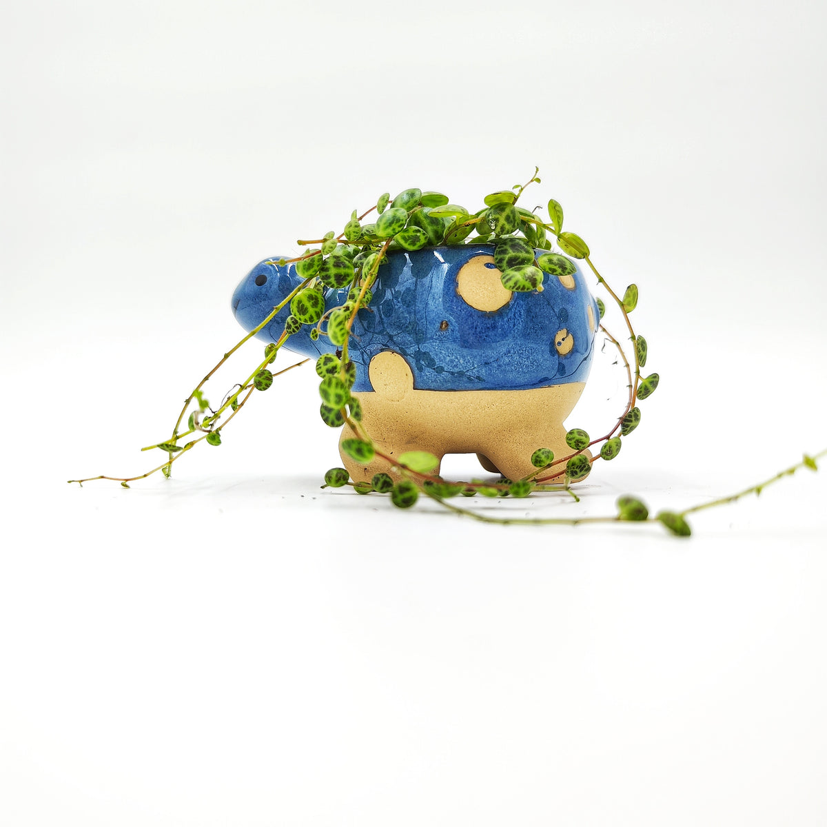 Cache Pot: Tortue Bleu monjungle