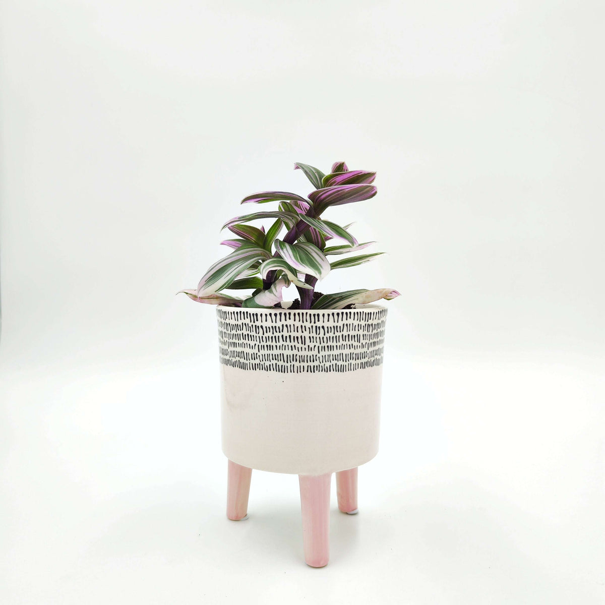Cache Pot: Rose Poudré monjungle