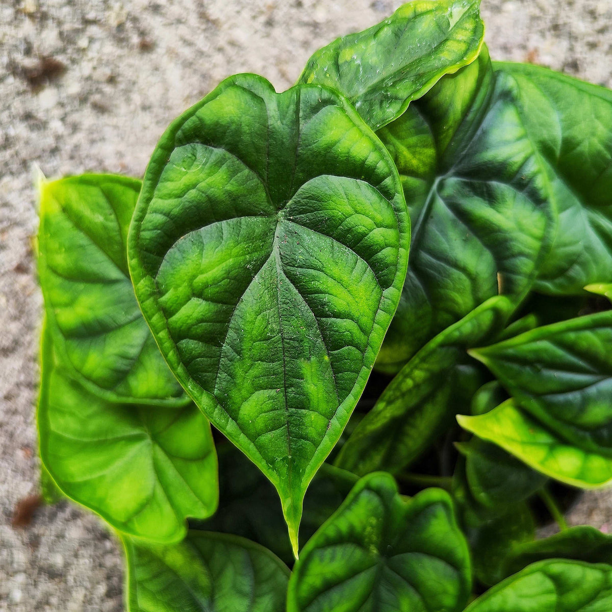 Alocasia Dragon Scale S monjungle