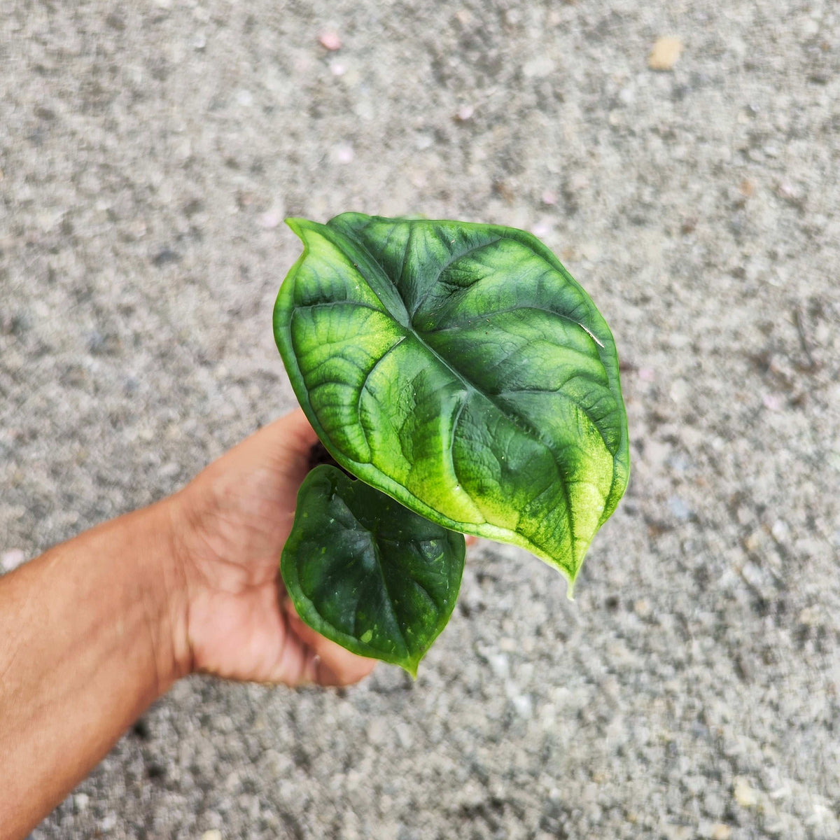 Alocasia Dragon Scale S monjungle