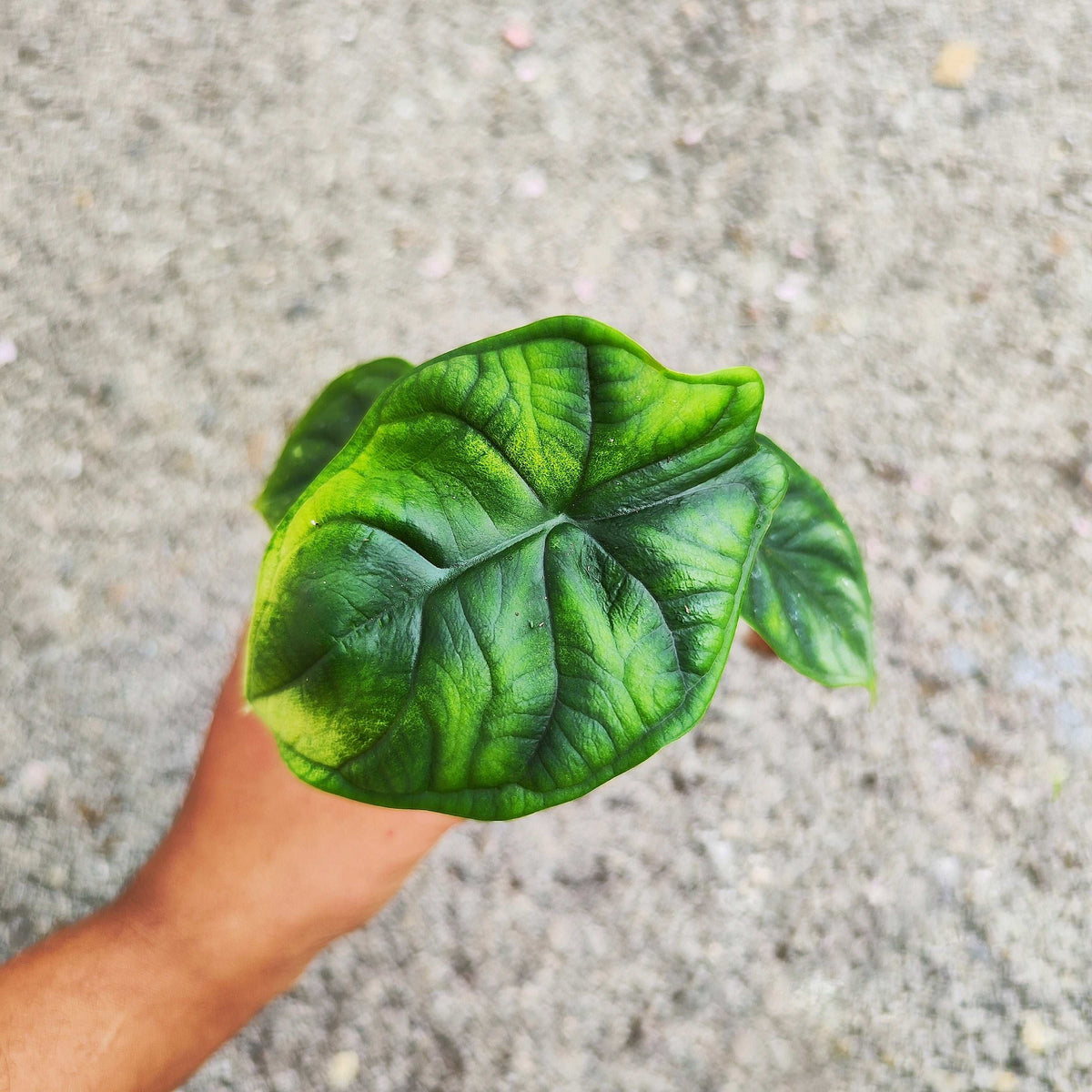 Alocasia Dragon Scale S monjungle