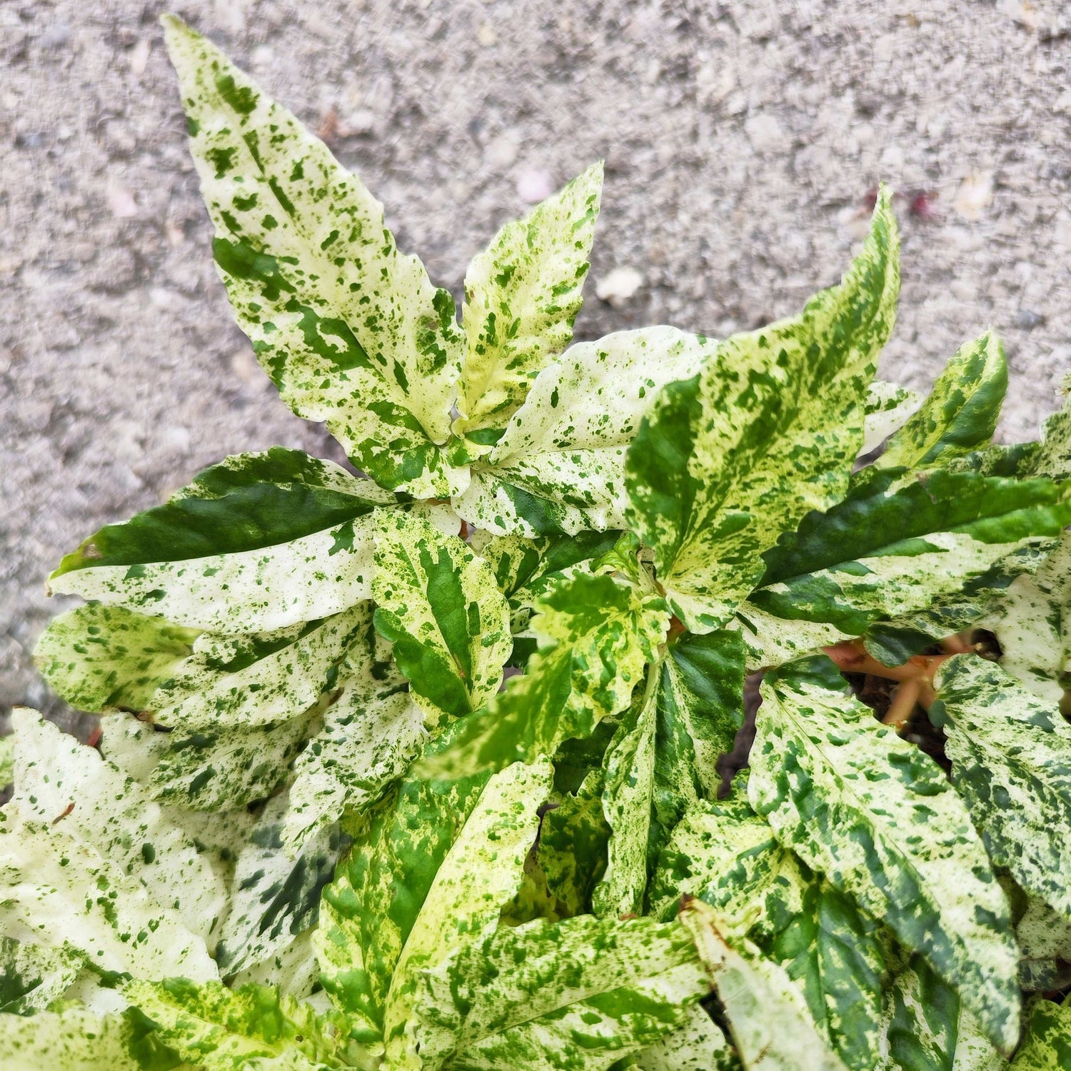 pellionia repens variegata monjungle