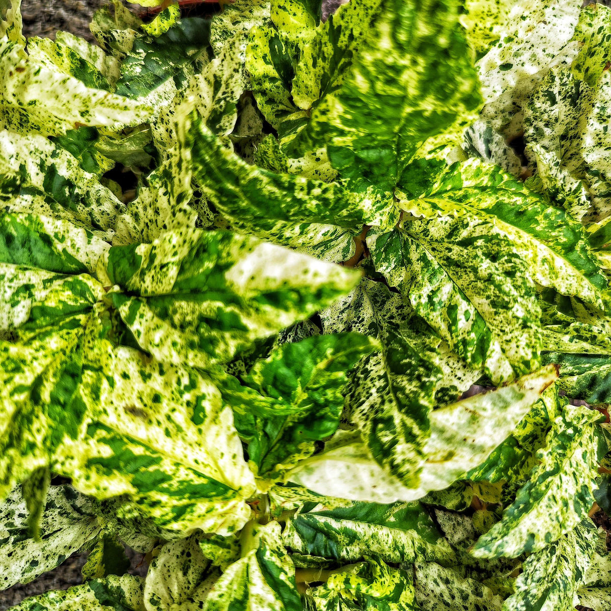 pellionia repens variegata monjungle