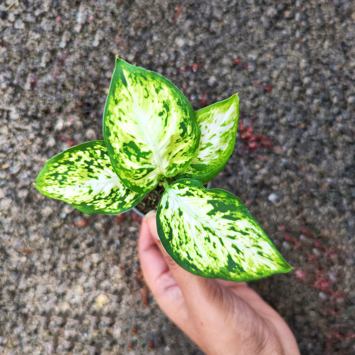 Dieffenbachia 'Amy' Maculata – Plante d’intérieur élégante | Feuillage vert panaché monjungle