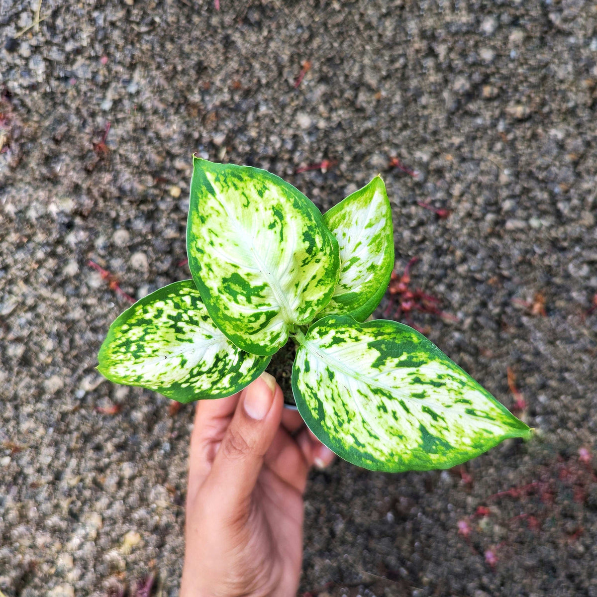 Dieffenbachia 'Amy' Maculata – Plante d’intérieur élégante | Feuillage vert panaché monjungle