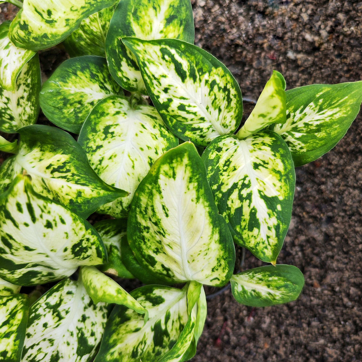 Dieffenbachia 'Amy' Maculata – Plante d’intérieur élégante | Feuillage vert panaché monjungle