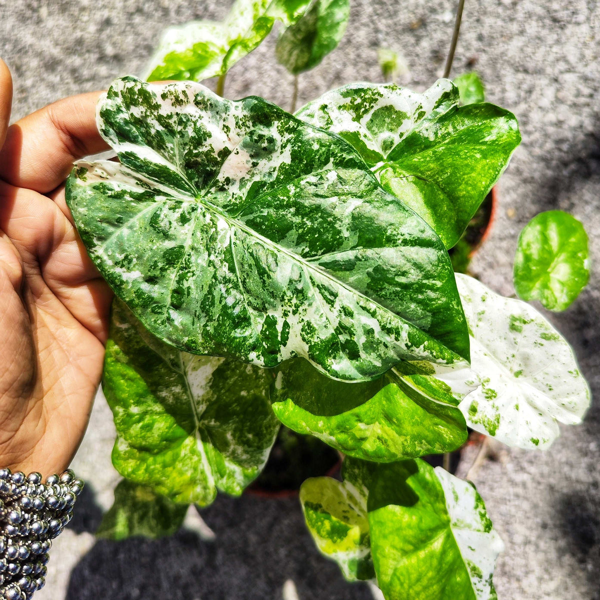 Alocasia Odora Batik Variegata monjungle