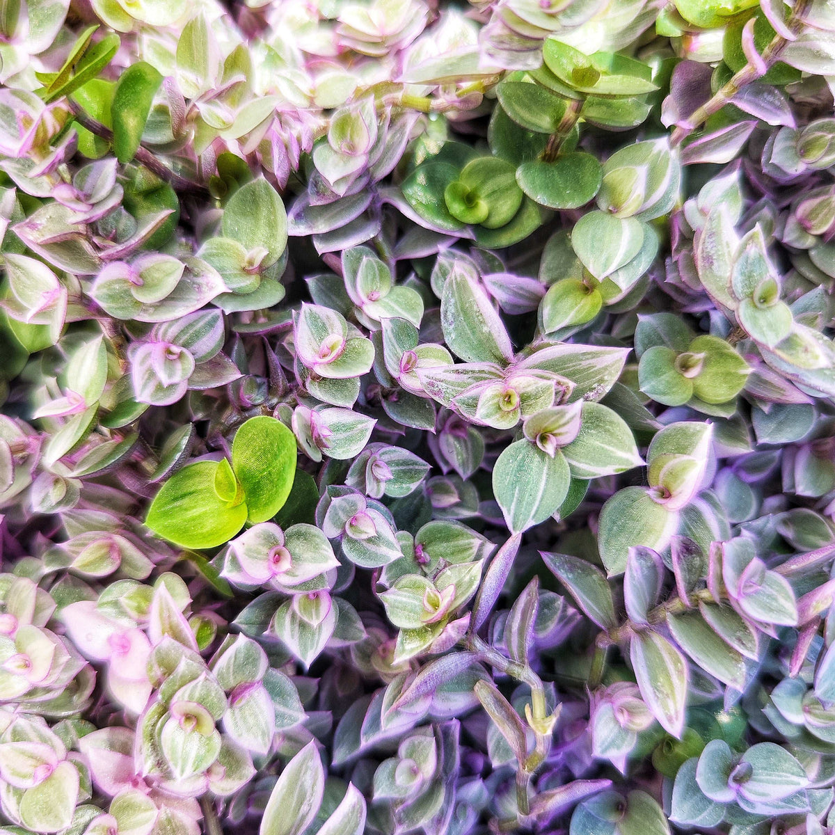 Tradescantia Pink Panther monjungle