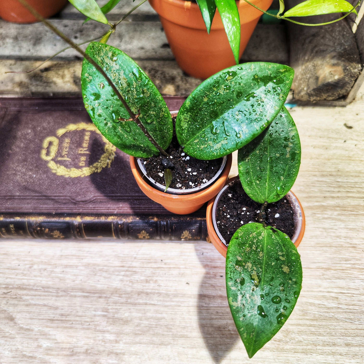 Hoya Verticillata Wibergiae monjungle
