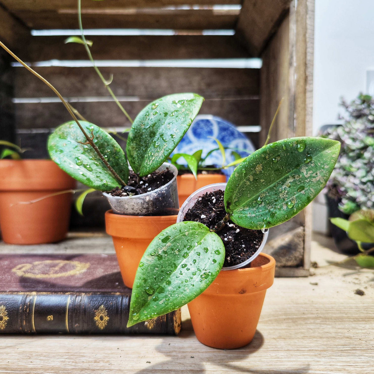 Hoya Verticillata Wibergiae monjungle