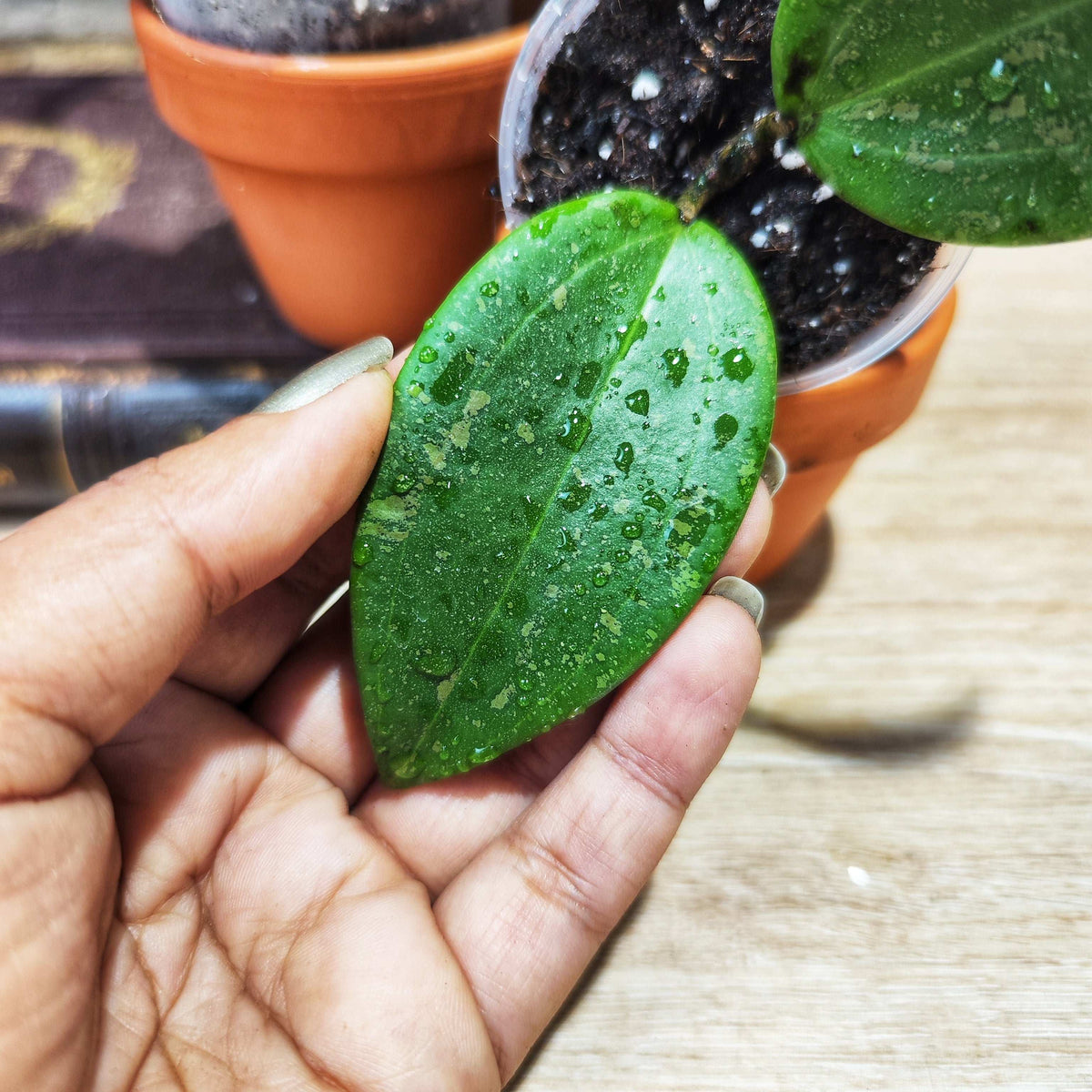 Hoya Verticillata Wibergiae monjungle