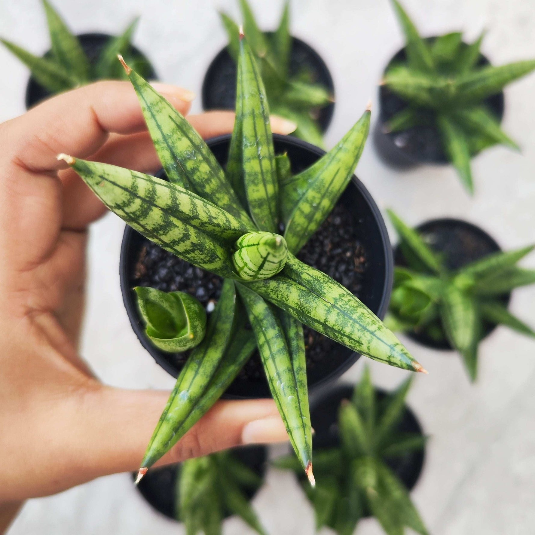 sansevieria comet queen marble Sansevieria Comet Canoe – Very Easy – Monjungle