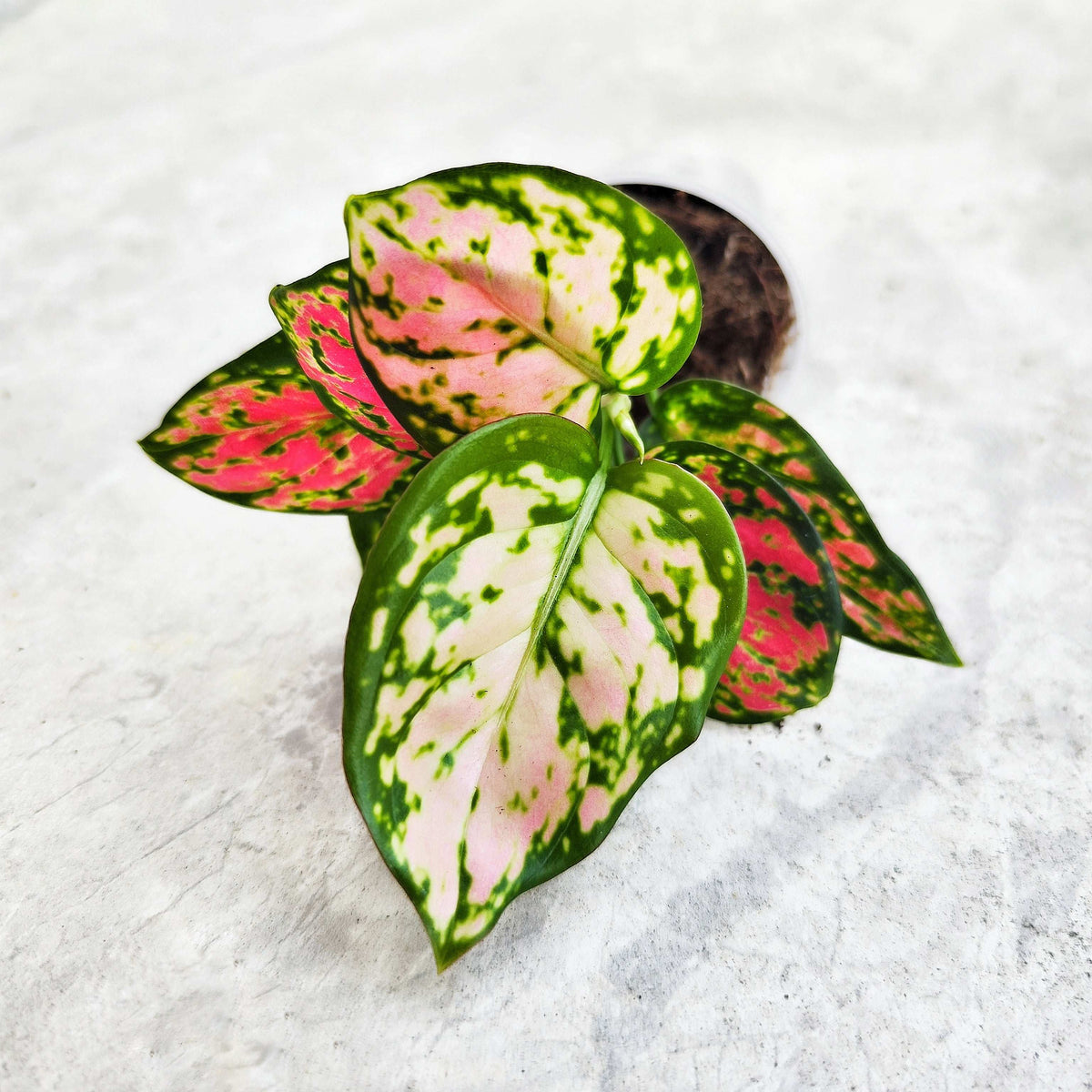Aglaonema Pinky Promise monjungle