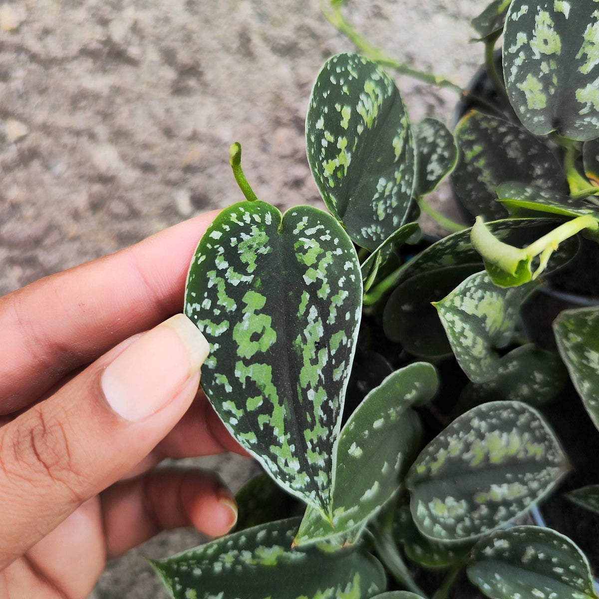 Scindapsus Tricolor Dark Sp. Borneo monjungle