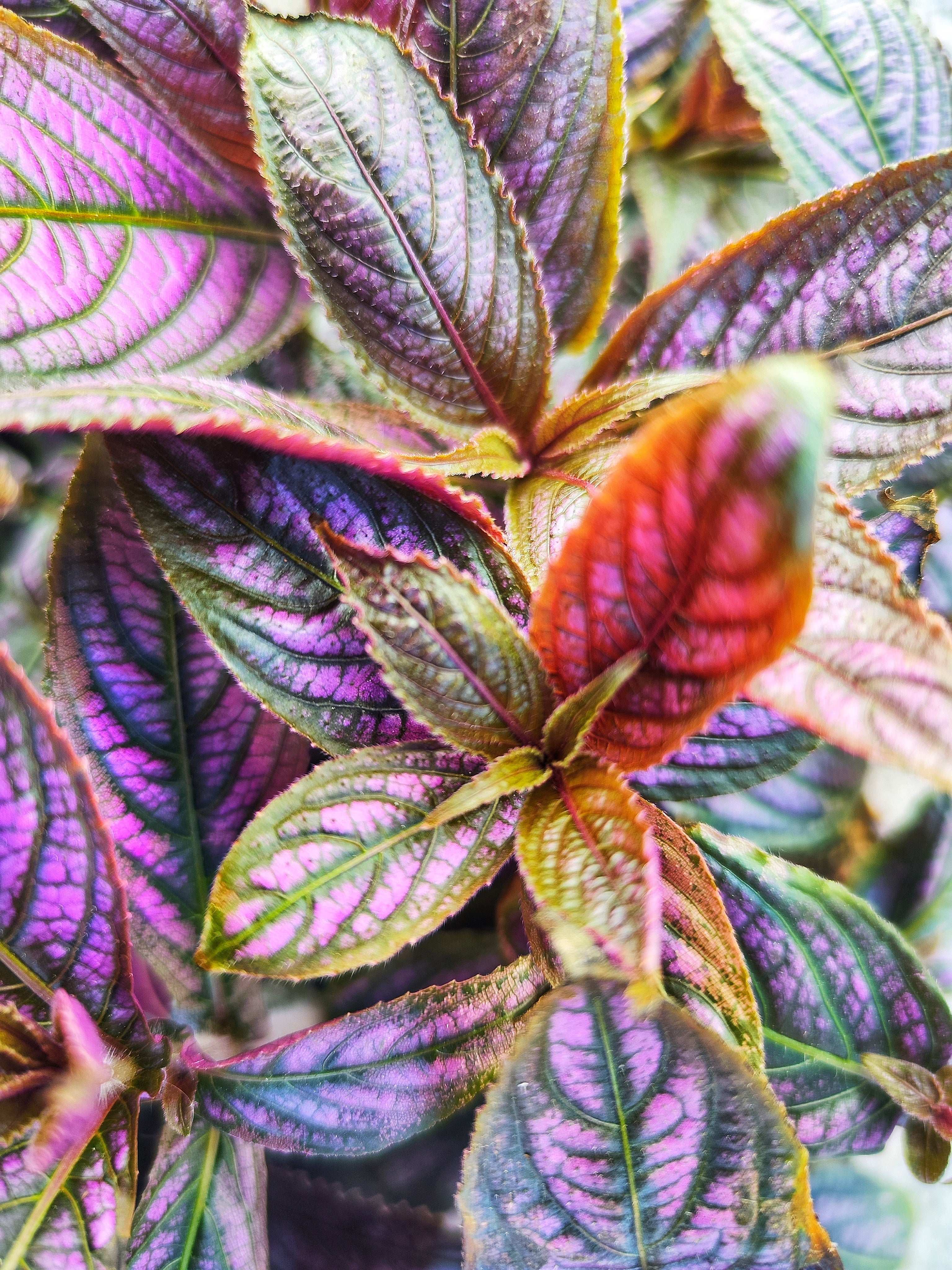 Strobilanthes Dyerianus monjungle