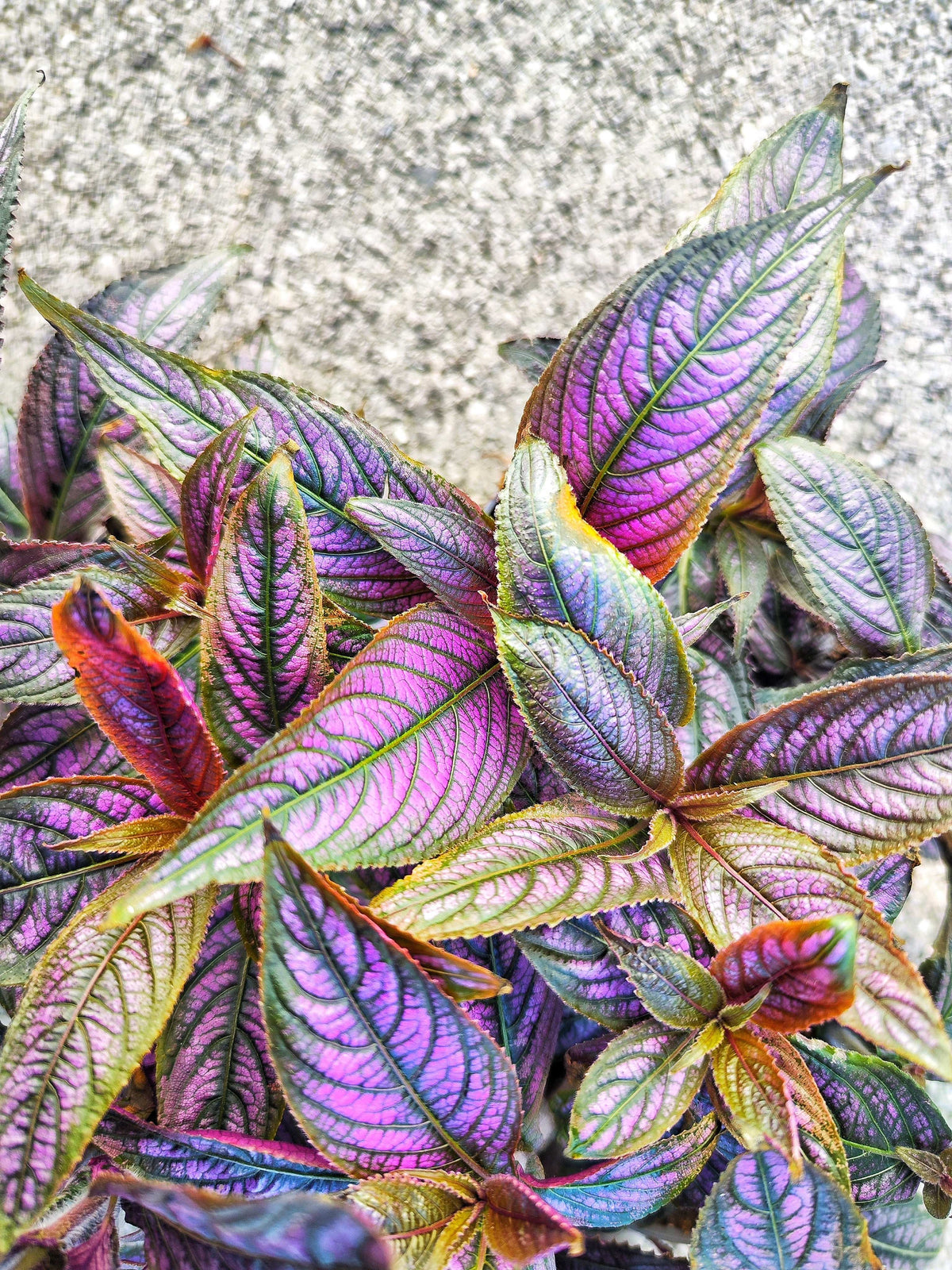 Strobilanthes Dyerianus monjungle