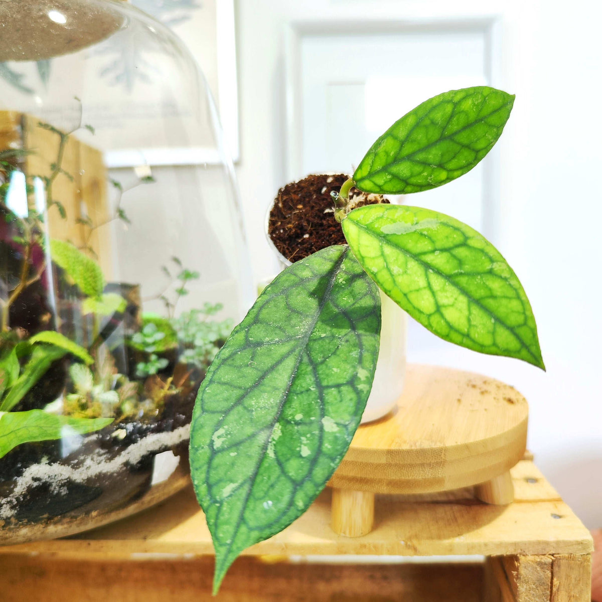 Hoya Water Drop (Irina) – EPC964