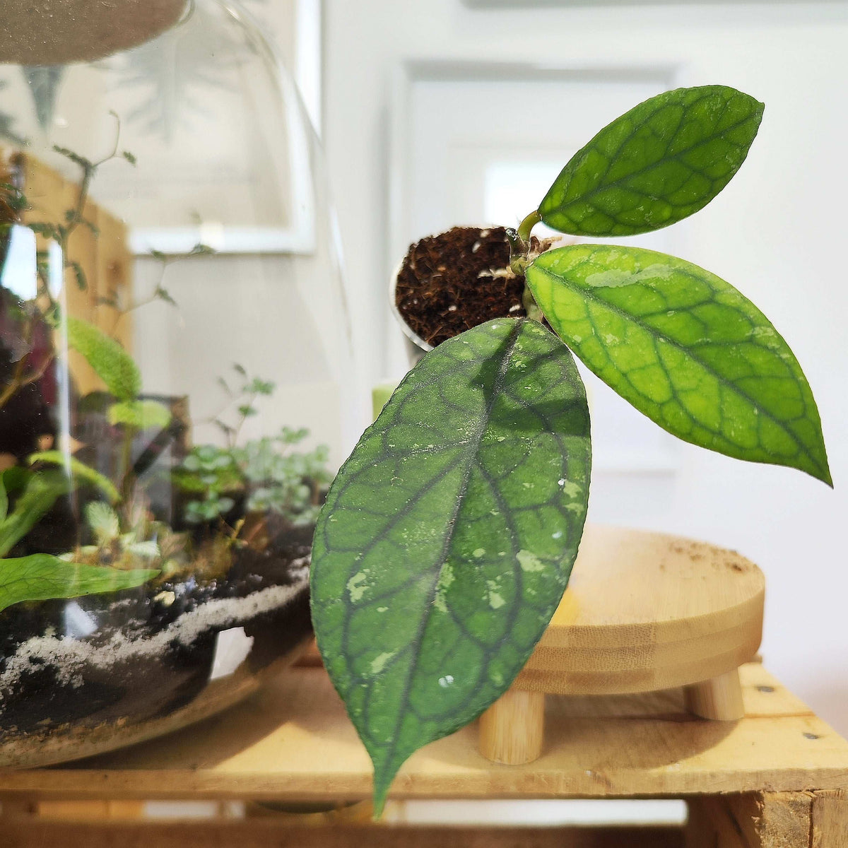 Hoya Water Drop (Irina) – EPC964